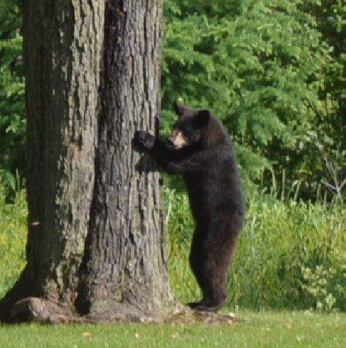 Black bear visits Stange’s Park