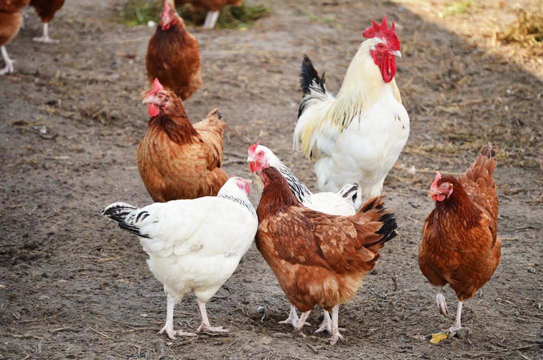 Health and Safety Committee gives nod to chicken ordinance amendment