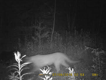 Two confirmed cougar sightings in Langlade County