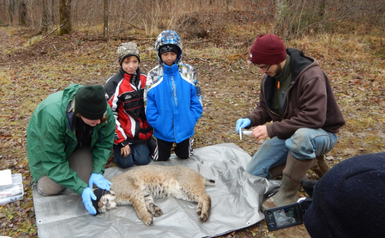 DNR research project shedding light on ‘cryptic’ bobcat