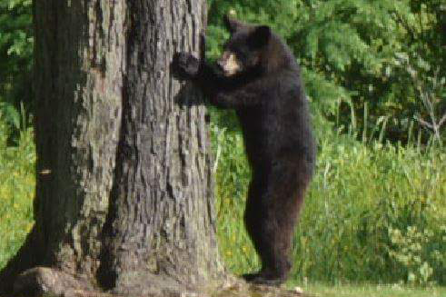 Quick tips can help homeowners avoid potential bear conflicts