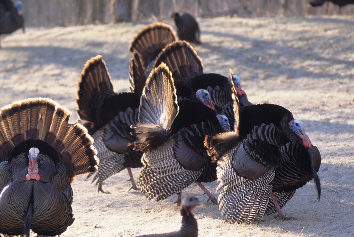 109,367 leftover spring turkey permits available beginning March 21