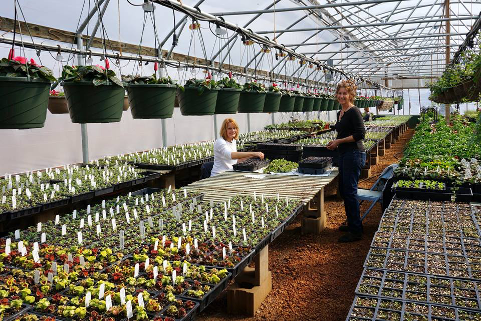 Zoellner’s Greenhouse celebrates 20 years