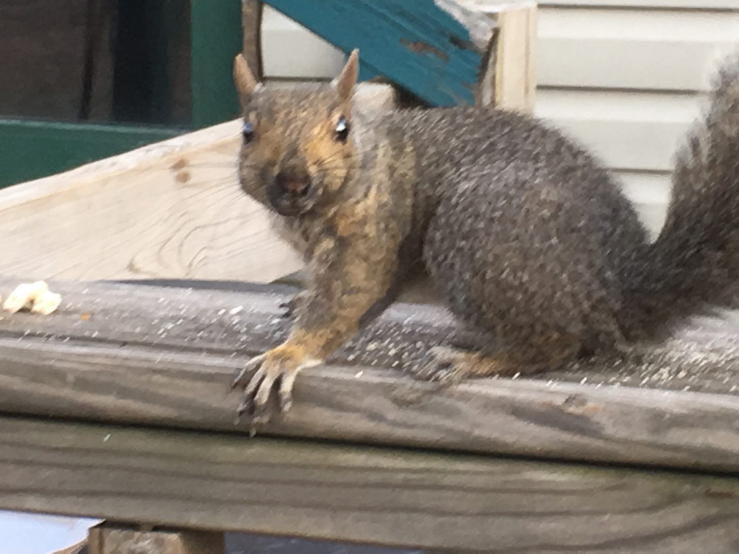 Local business owners enjoy company of neighborhood critter
