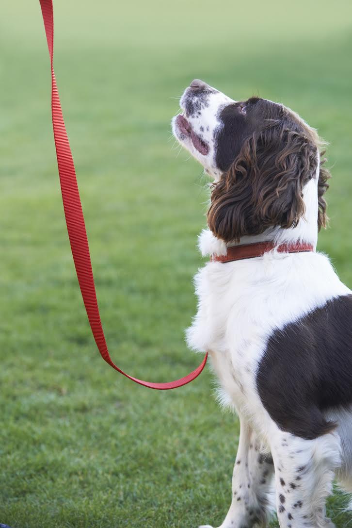 City issues reminder of leashed pet ordinance