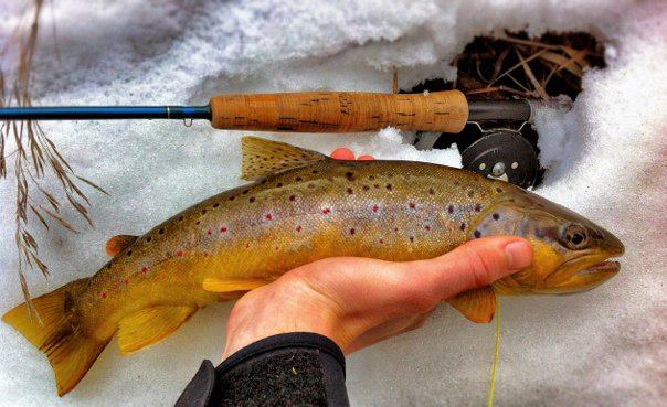 Early trout season offers an angling alternative to ice fishing