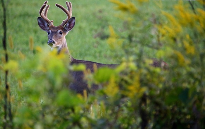 June means increase in deer activity – greater potential for deer/vehicle crashes