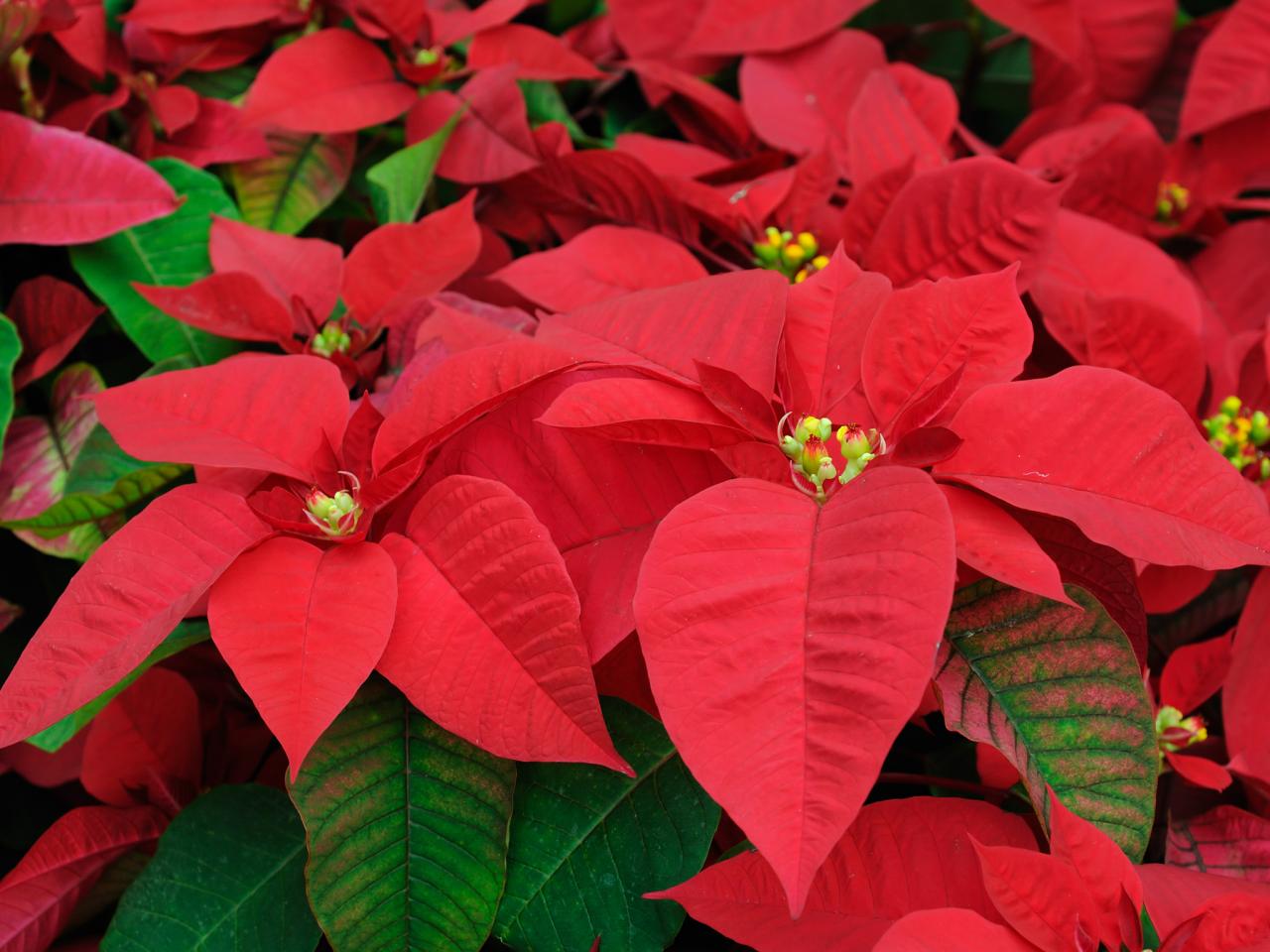 The Holidays are over… Now what do I do with this Poinsettia?!