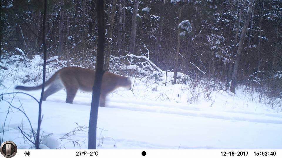 Cougar sighted near Antigo & Merrill in December, DNR working to verify photos