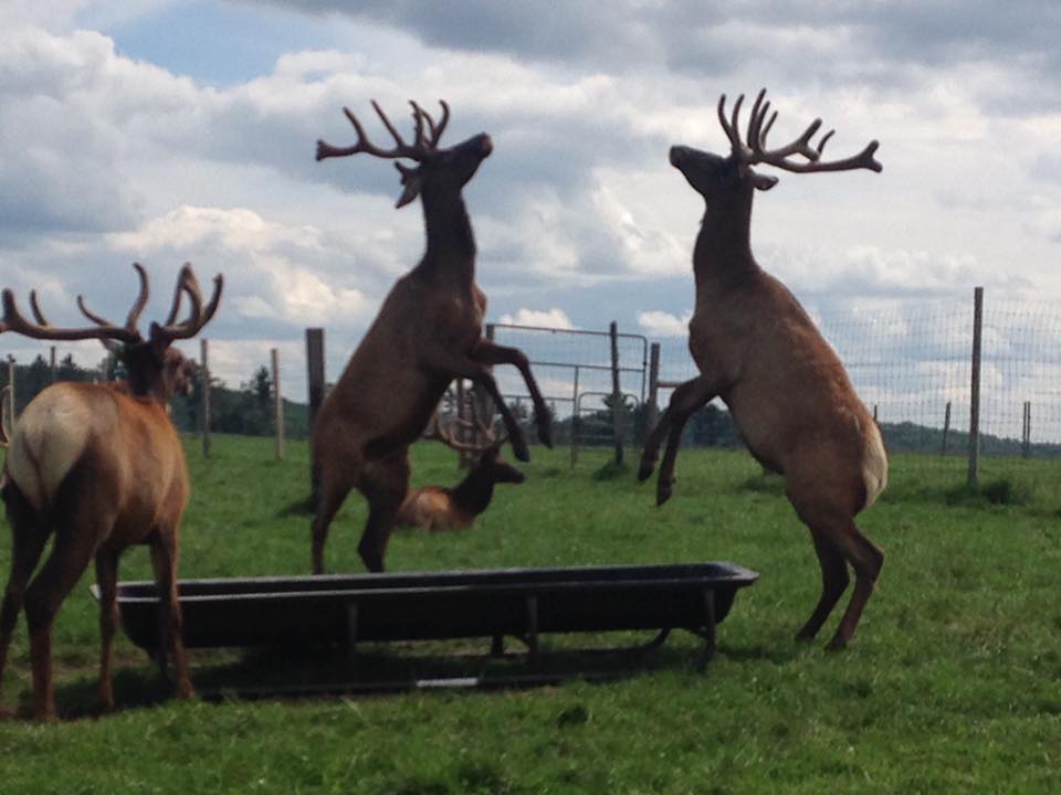 Local Elk Ranch garners state and international accolades