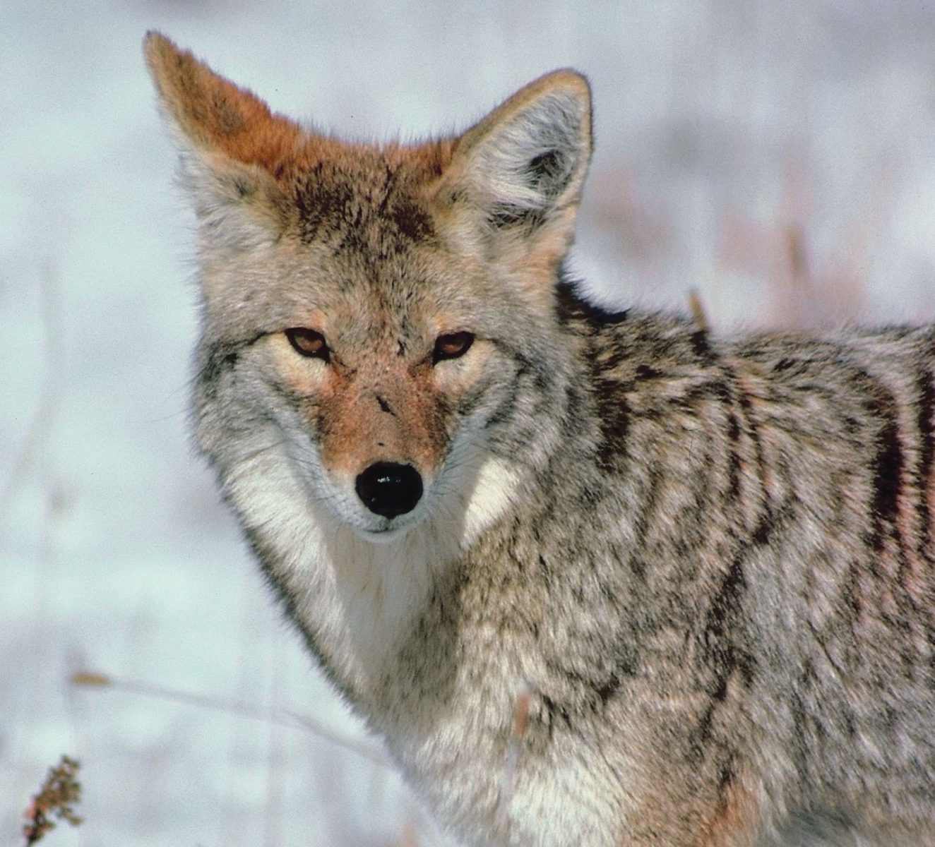Ask an Official: Local DNR Warden discusses open-season on coyotes