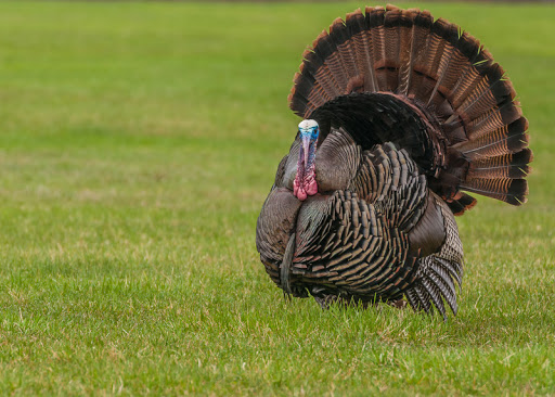 Bonus spring turkey season authorizations available March 18