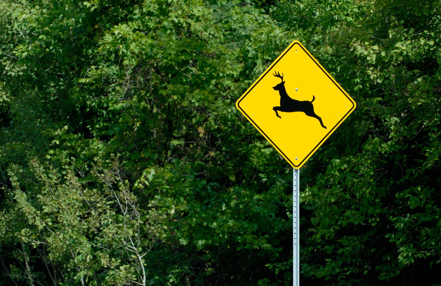 DOT warns motorists of increased deer activity