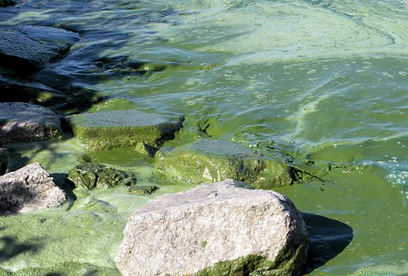 LCHD: Be on the lookout for blue-green algae