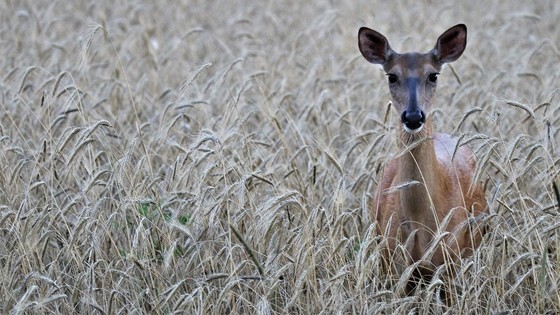 Hunters are reminded to help slow the spread of CWD