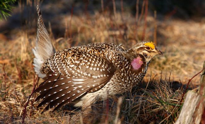 No sharp-tailed grouse hunting season for fall 2020