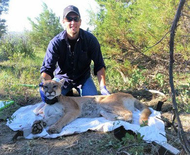 A letter from Wisconsin’s new large carnivore biologist