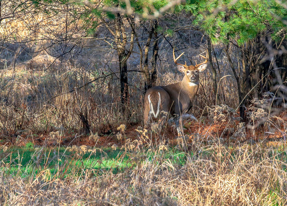 Statewide deer hunter diary study to be conducted this fall