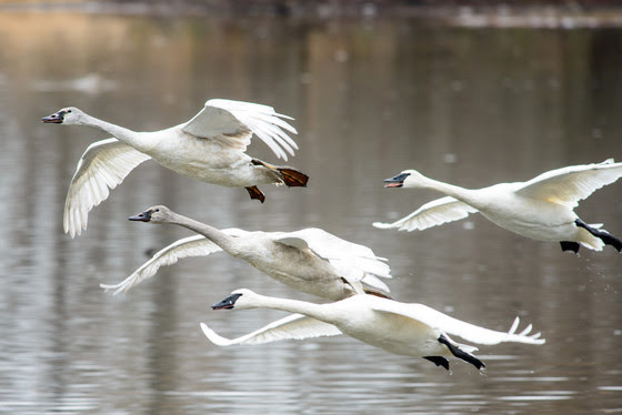 Waterfowl hunters reminded it’s Illegal to shoot Trumpeter Swans, other protected birds