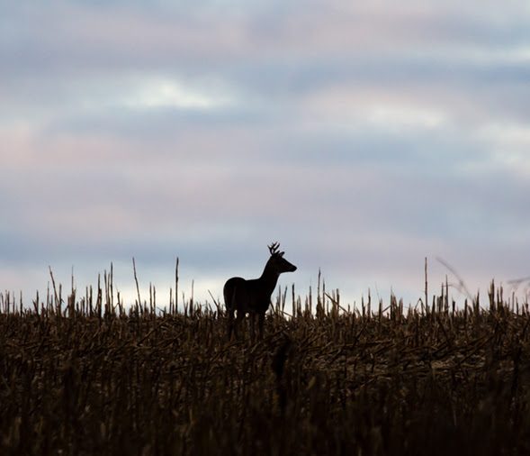 Hunters reminded of COVID-19 safety measures during deer season