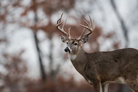 DNR offering options for new hunters
