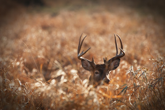 DNR releases preliminary gun-deer season harvest, license sales figures