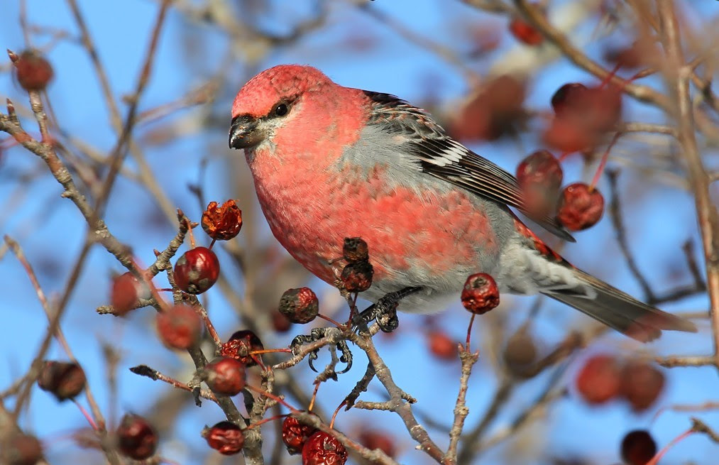 DNR: Winter brings bounty of boreal birds to Wisconsin