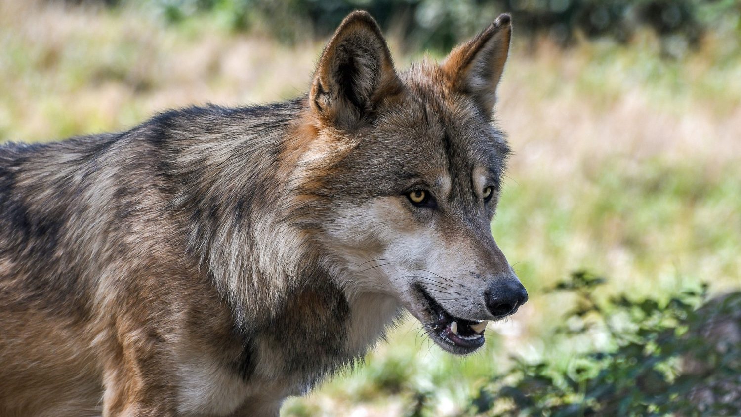 Rep. Callahan calls for WI DNR to immediately initiate Wisconsin wolf hunt