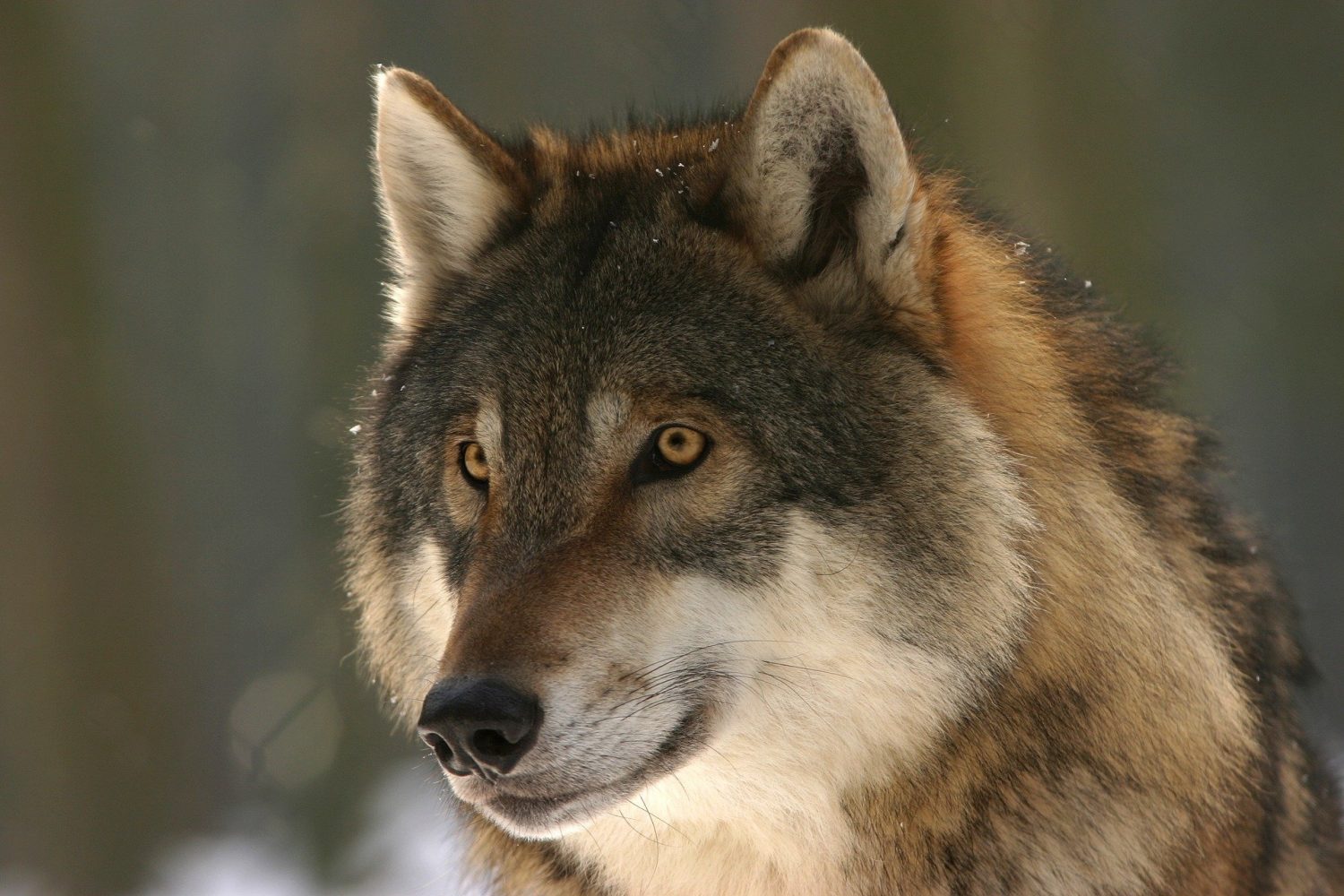 DNR announces Feb. 22-28, 2021 wolf harvest season