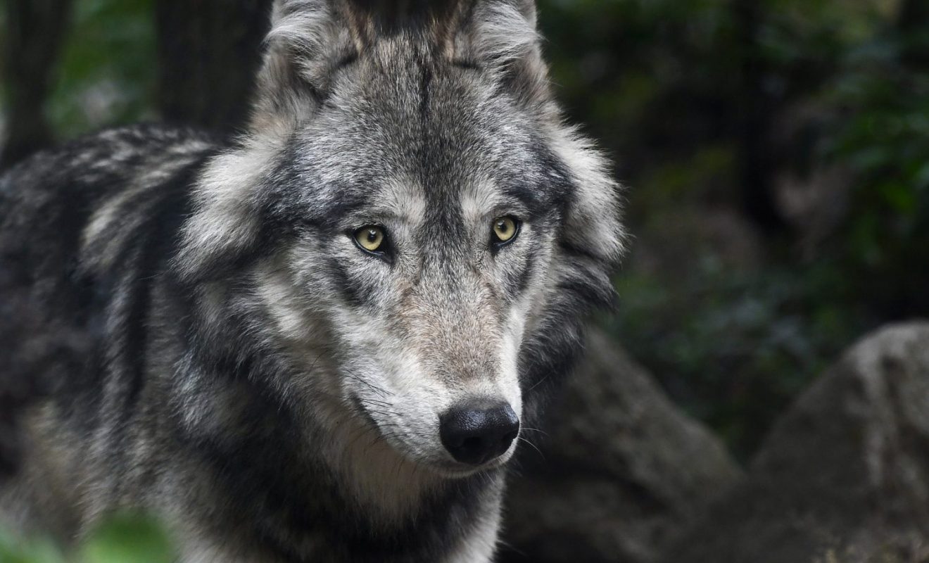 what dog hunts wolves