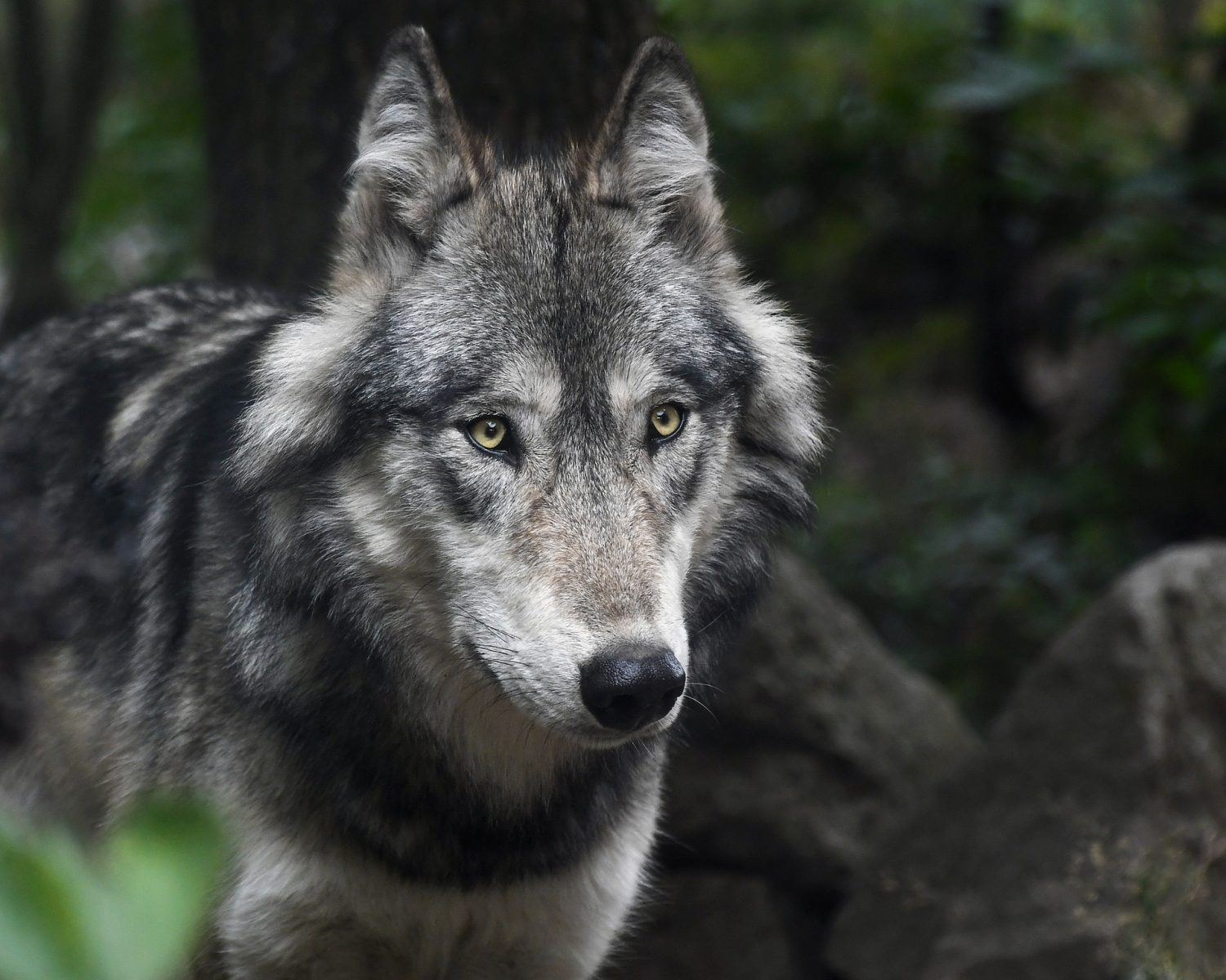 Wisconsin wolf hunt ends after three days