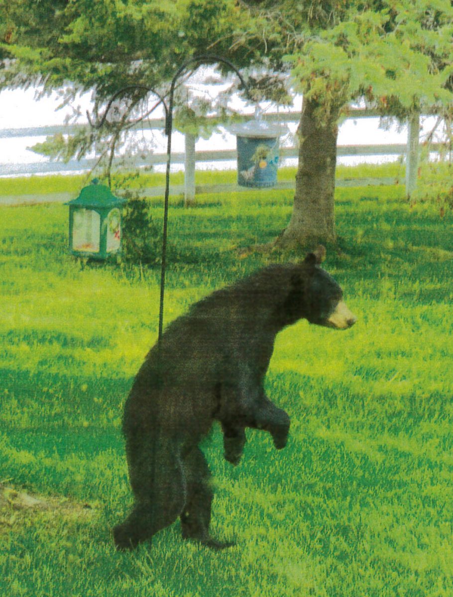 Do you know what to do if you encounter a black bear?