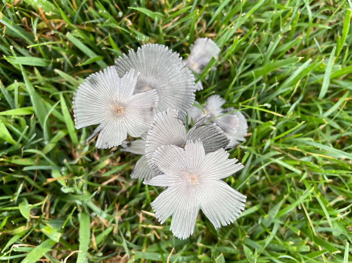 Fungi, not flowers … but still beautiful