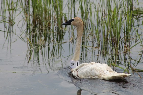DNR Tracking Migratory Movements Of Trumpeter Swans
