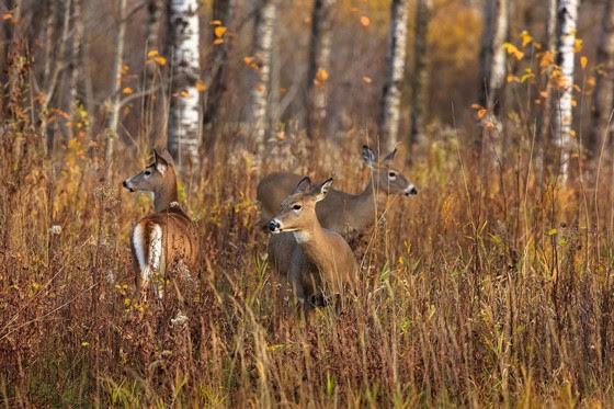 Find your adventure: 170th nine-day gun deer season begins Saturday
