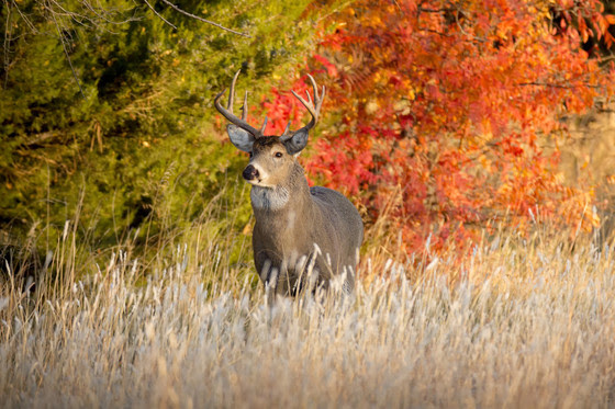 2021 preliminary nine-day gun deer hunt harvest totals and license sales now available