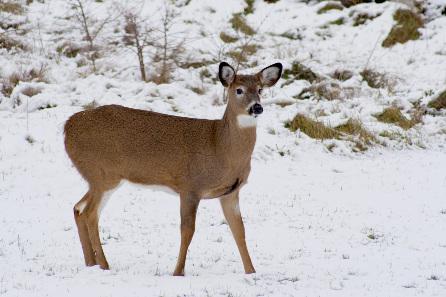 Statewide Gun Deer Hunting Season begins this Saturday