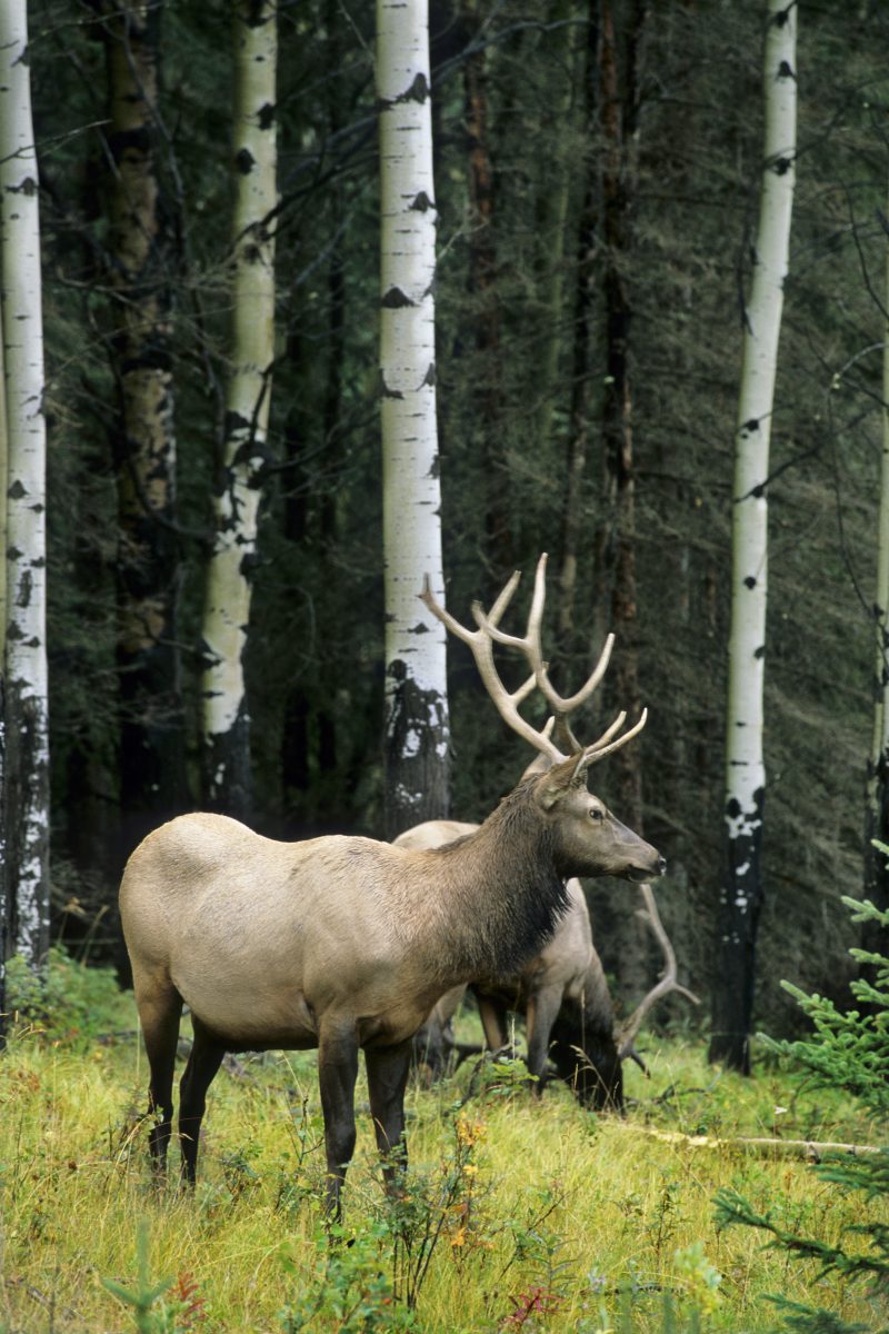 DNR to hold Elk Advisory Committee Meeting