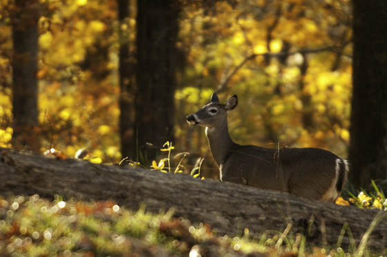 Deer season is here: Test harvested deer for CWD before consuming venison