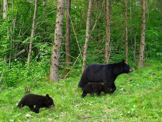DNR Asks Public To Report Black Bear Den Locations For New Research Study