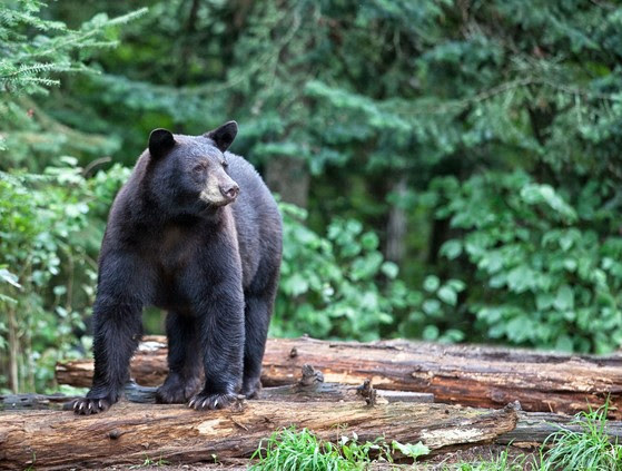 Reminder: Black bear harvest authorizations applications are due Dec. 10