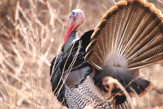 Reminder: Spring Wild Turkey Harvest Authorization Applications Are Due Dec. 10