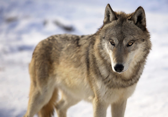 Wisconsin Wolf Hunting Update
