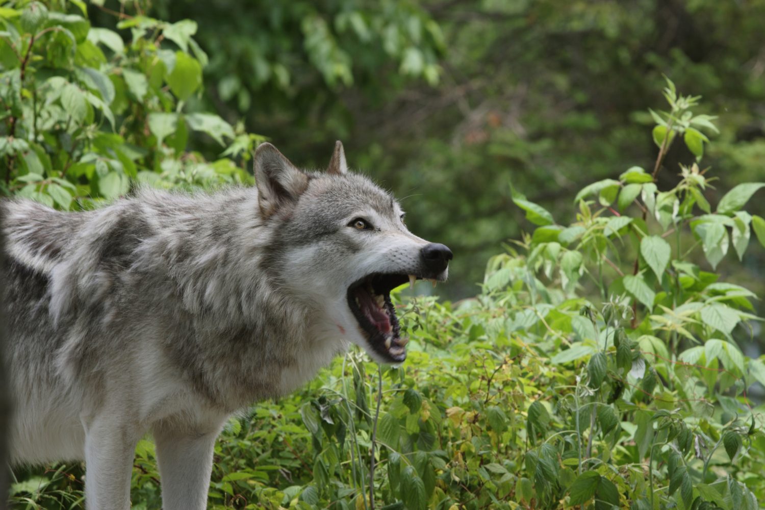 Wolves in Wisconsin back on Endangered Species List