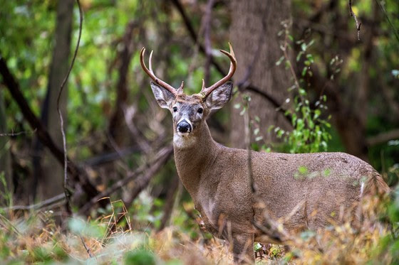 Turn your property into a deer destination