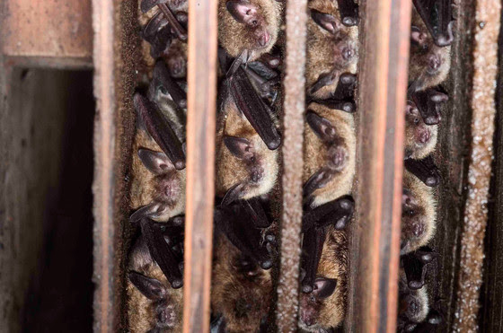 Keep an eye out for bats this spring