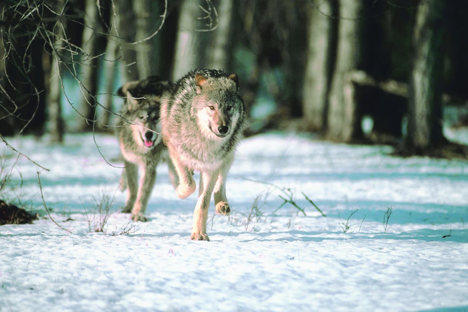 Lincoln County board adopts wolf population resolution