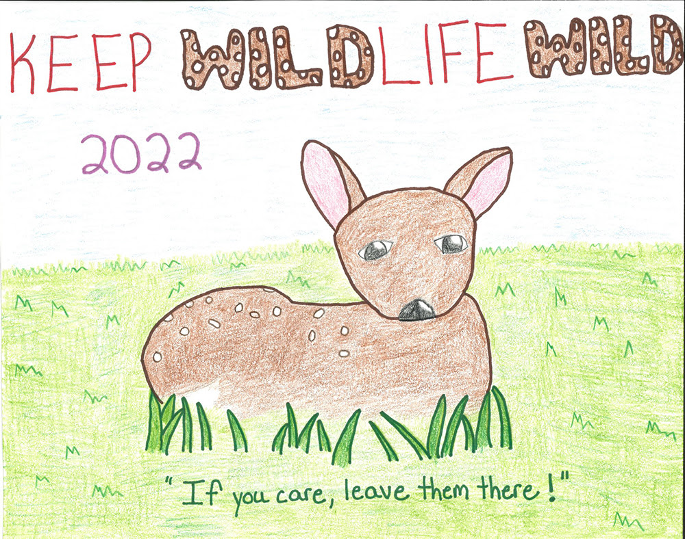 DNR announces 2022 Keep Wildlife Wild Poster Contest winners