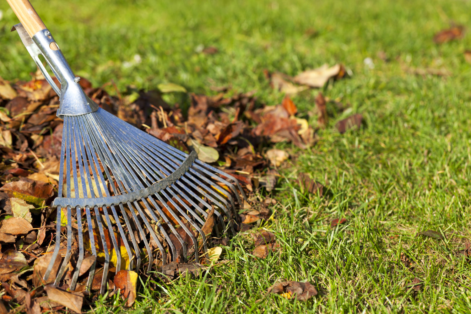 Community leaf raking event set for Saturday, Oct. 22
