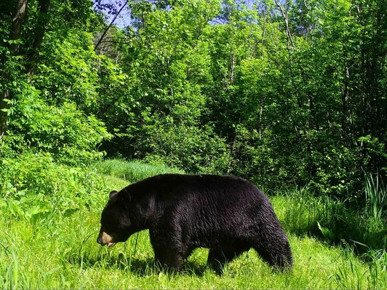 Black bear harvest authorization applications due Dec. 10